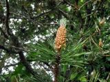 Pinus mugo