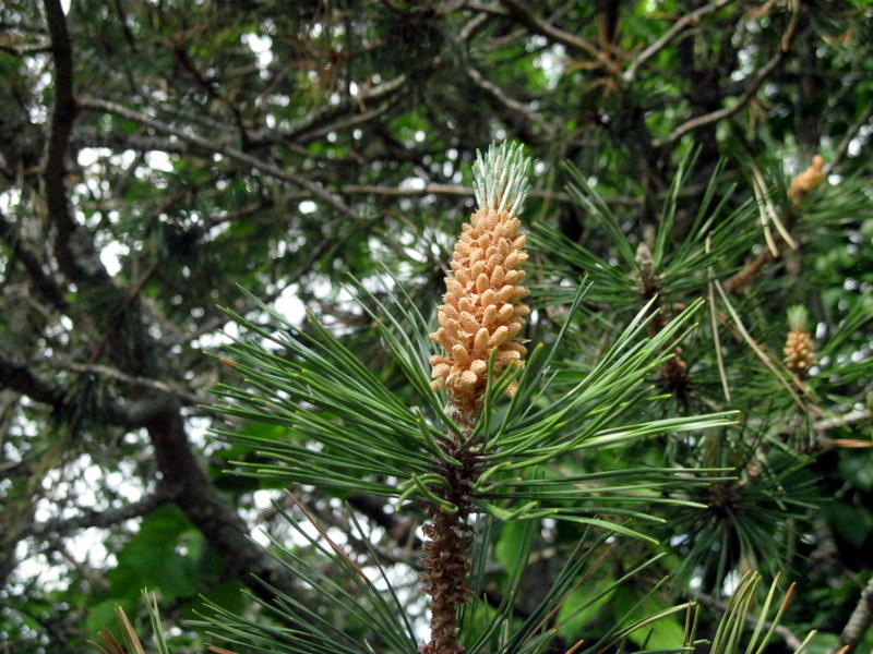 Изображение особи Pinus mugo.