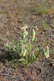 Onosma dichroantha