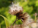 Inula conyza. Соплодия. Краснодарский край, окр. г. Геленджик, щель Прасковеевская, обочина дороги по склону хребта над селом Прасковеевка. 21.09.2013.