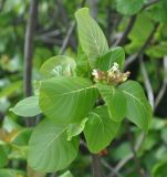 Guettarda speciosa. Верхушка ветви с соцветием. Таиланд, остров Тао. 26.06.2013.