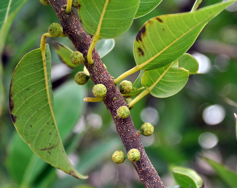 Изображение особи Ficus cordata ssp. salicifolia.