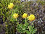 Xerochrysum subundulatum. Цветущие растения. Австралия, о. Тасмания, национальный парк \"Крэдл Маунтин\". 25.02.2009.
