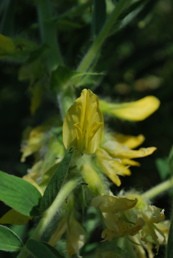 Изображение особи Astragalus sieversianus.