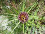 Tragopogon krascheninnikovii