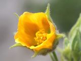 Abutilon theophrasti