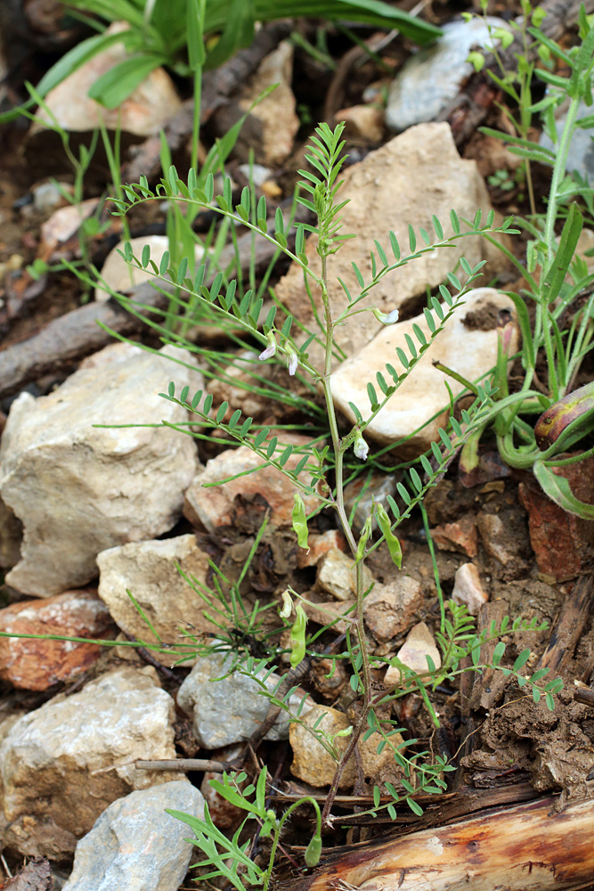 Изображение особи Vicia ervilia.