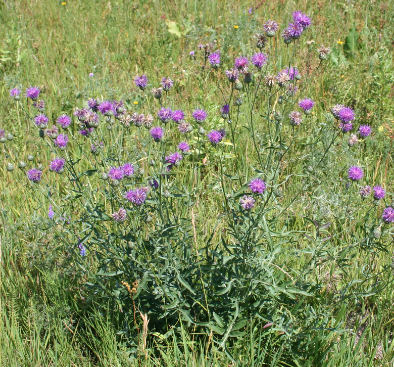 Изображение особи Centaurea adpressa.