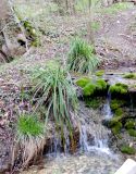 Carex pendula