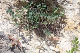 Astragalus abolinii