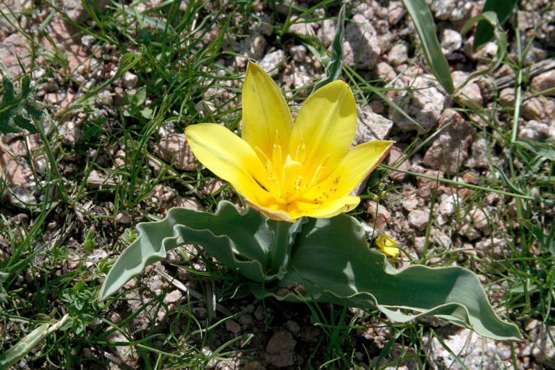 Image of Tulipa dubia specimen.