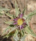 Carlina lanata