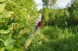 Veronicastrum sibiricum