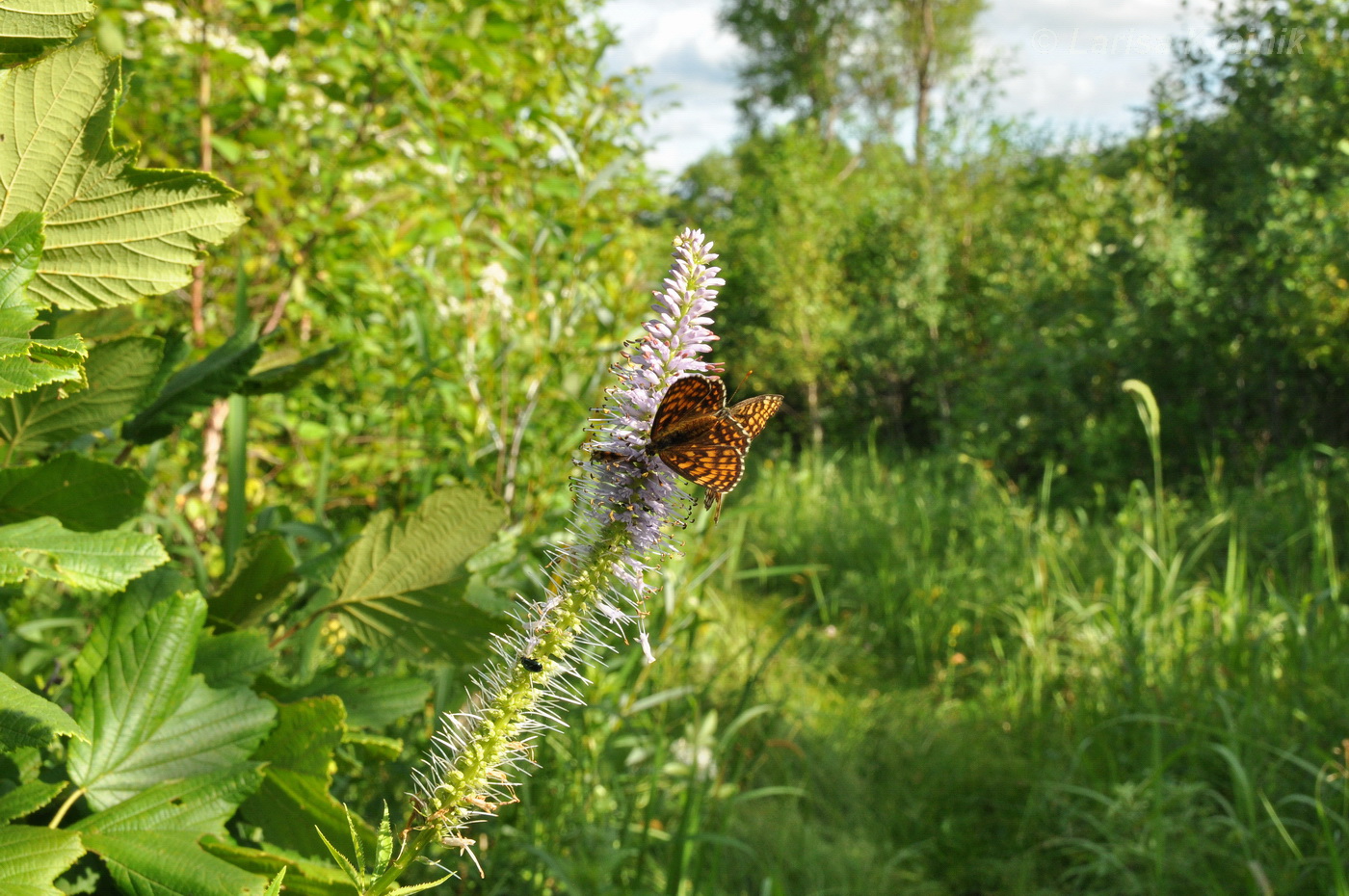 Изображение особи Veronicastrum sibiricum.