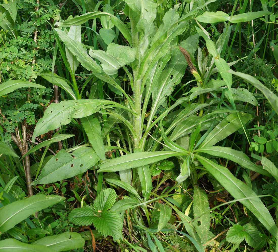 Изображение особи Cynoglossum officinale.