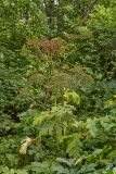 Heracleum mantegazzianum