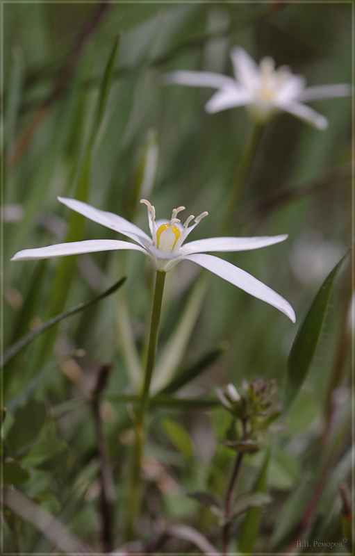 Изображение особи Ornithogalum woronowii.