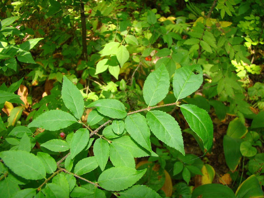 Изображение особи Euonymus verrucosus.