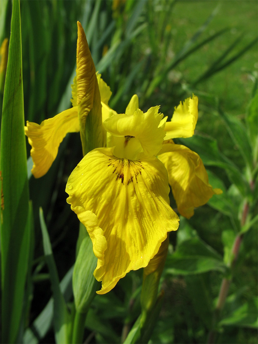 Изображение особи Iris pseudacorus.