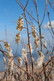 Salix pentandra