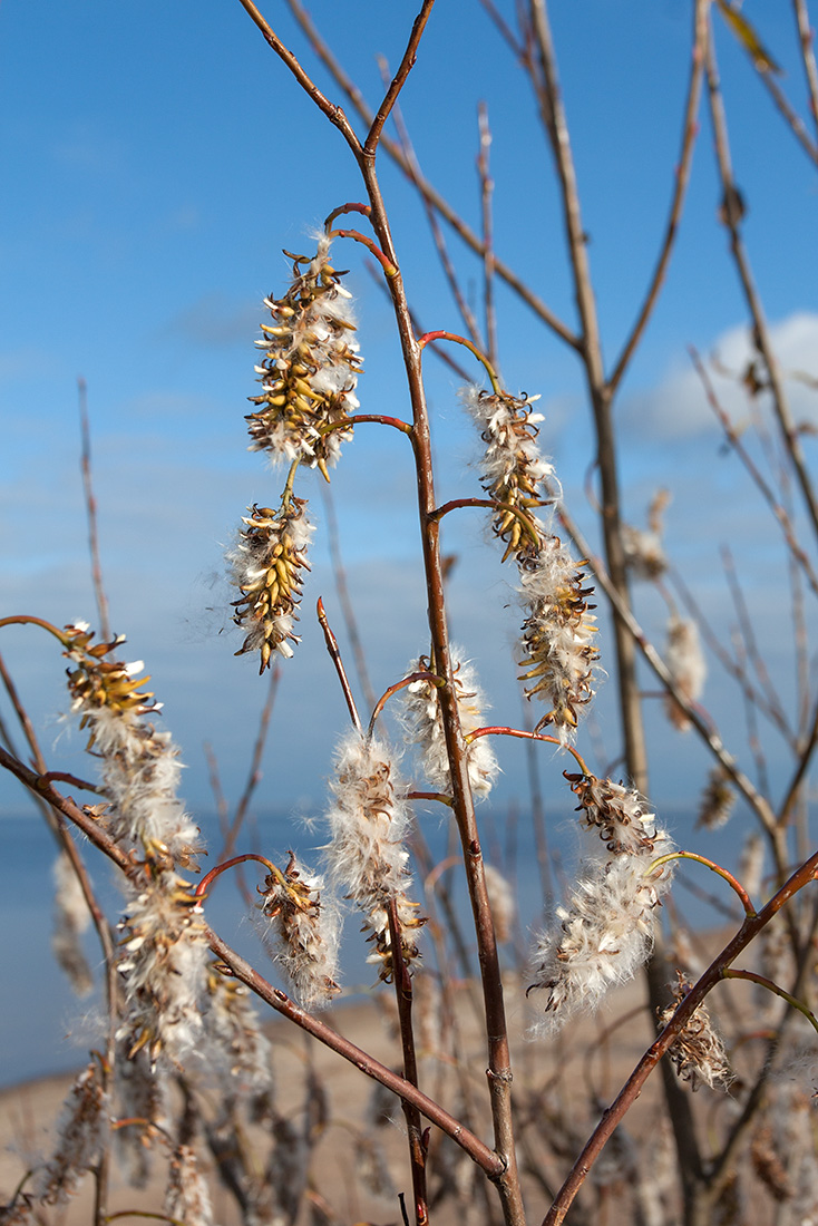 Изображение растения Salix pentandra.