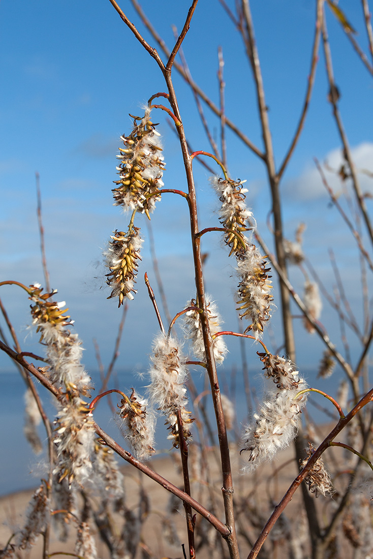 Изображение особи Salix pentandra.