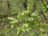 Tilia begoniifolia