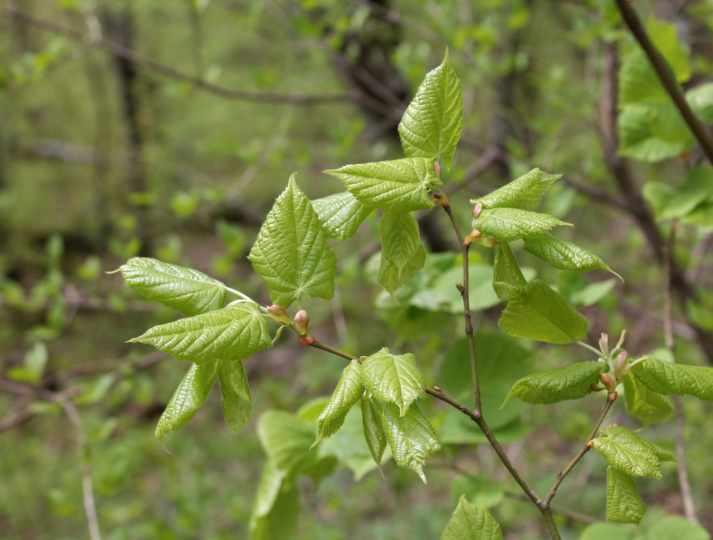 Изображение особи Tilia begoniifolia.