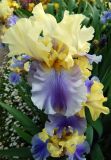 Iris × hybrida. Цветки и части листьев. Южный берег Крыма, Никитский ботанический сад, экспозиция ирисов. 05.05.2013.