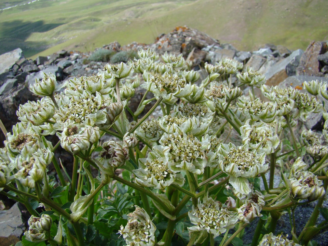 Изображение особи Hymenolaena pimpinellifolia.
