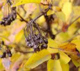 род Spiraea