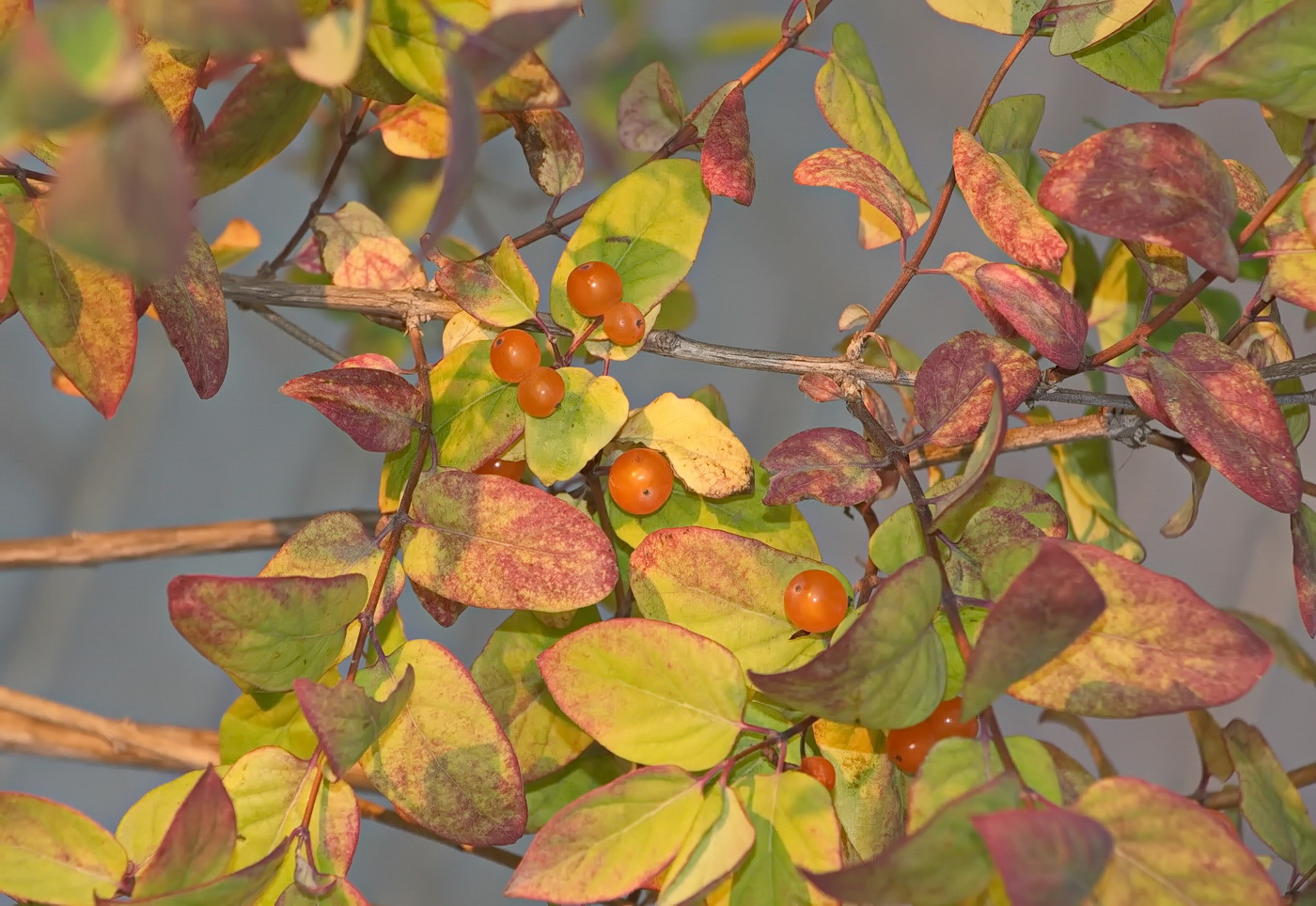 Image of Lonicera tatarica specimen.