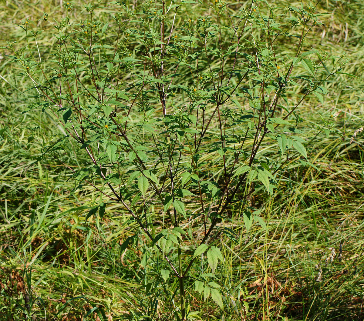 Изображение особи Bidens frondosa.