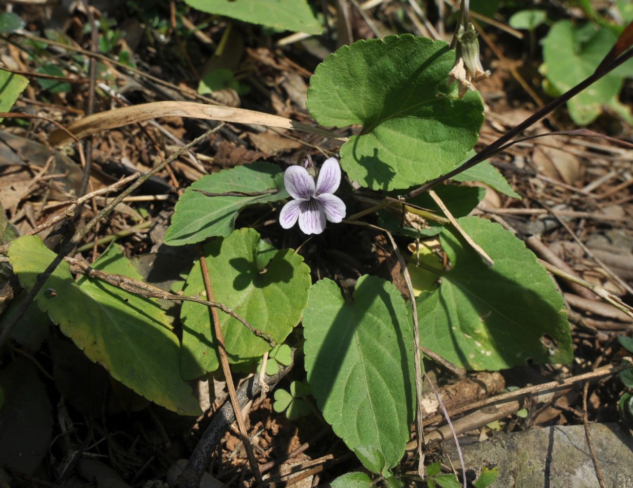 Изображение особи род Viola.