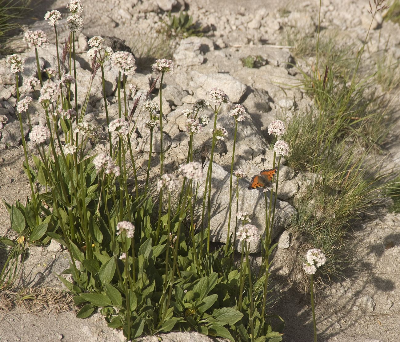 Изображение особи Valeriana alpestris.