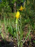 Scorzonera humilis