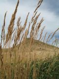 Festuca valesiaca