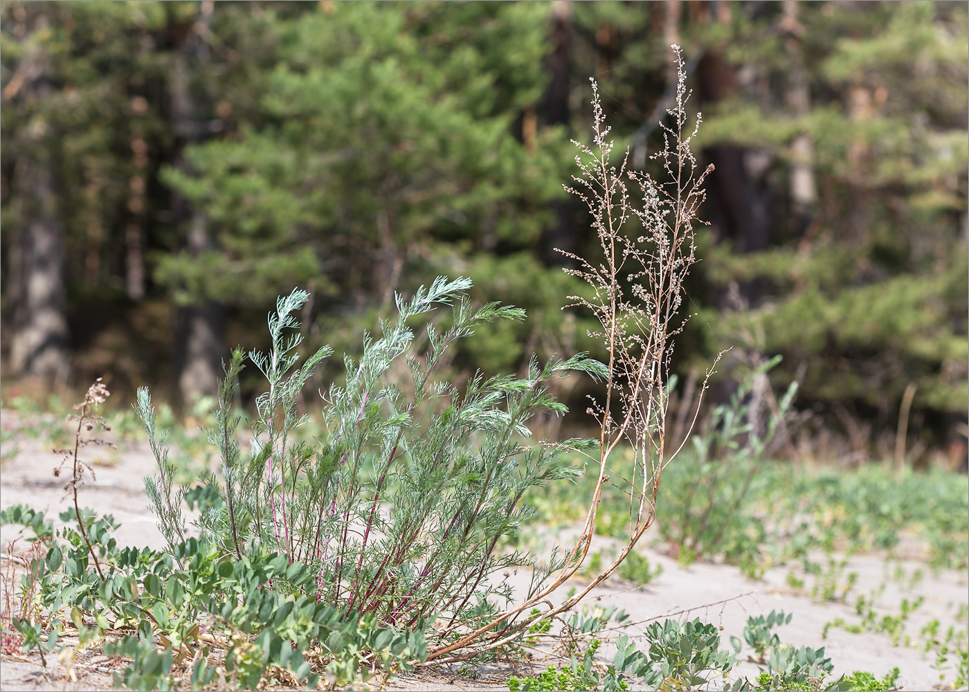 Изображение особи Artemisia campestris.