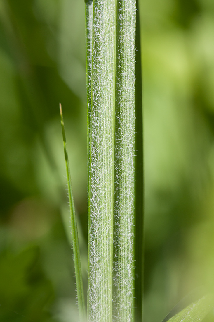 Изображение особи Carex hirta.