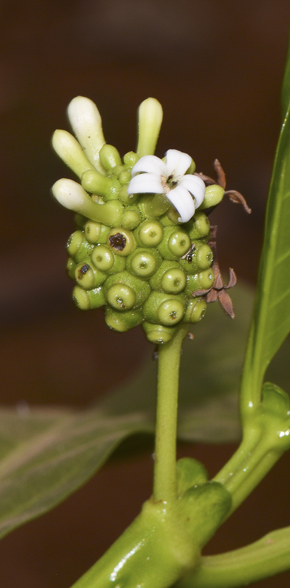 Изображение особи Morinda citrifolia.