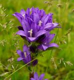 Campanula glomerata. Соцветие. Чувашия, окр. г. Шумерля, пойма р. Сура, Наватские пески. 3 июня 2008 г.