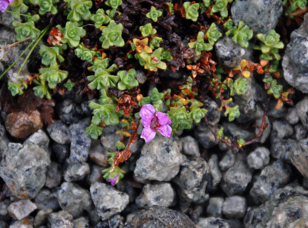 Изображение особи Saxifraga oppositifolia.