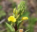 Oenothera rubricaulis. Верхушка соцветия. Московская обл., Одинцовский р-н, окр. г. Кубинка, с. Никольское, суходольный луг на крутом берегу пруда (старый песчаный карьер). 21.06.2018.