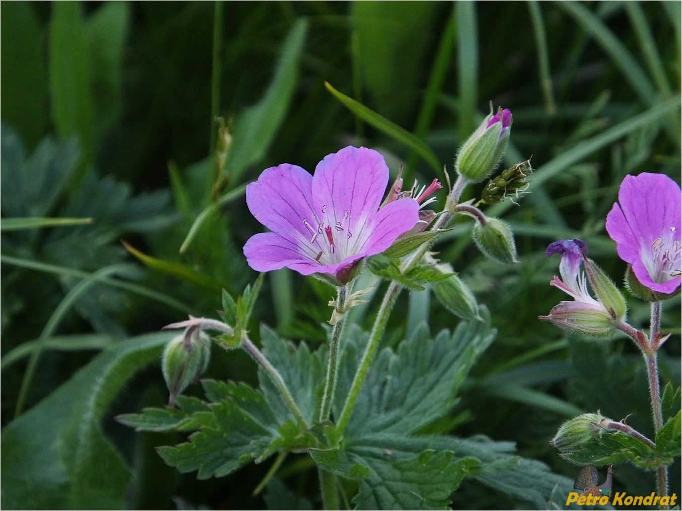 Image of Geranium alpestre specimen.