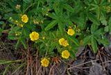 Potentilla chrysantha. Верхушка побега с соцветием. Алтай, Онгудайский р-н, низовья р. Урсул, ≈ 600 м н.у.м., степной склон. 10.06.2019.