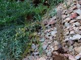 Orobanche gigantea