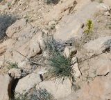 Asphodeline lutea