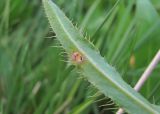 Cirsium simplex