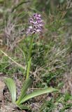 Orchis simia. Цветущее растение. Краснодарский край, м/о город-курорт Анапа, окр. с. Большой Утриш, можжевеловой лес. 3 мая 2021 г.