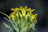 Erysimum cheiranthoides